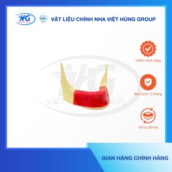 Mẫu Hàm Implant