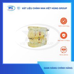 mẫu hàm tư vấn