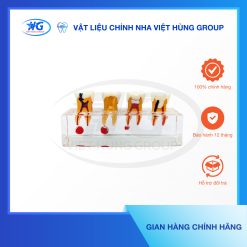 Mẫu Hàm Nội Nha