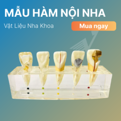 Mẫu Hàm Nội Nha